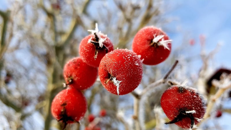 Joyful Embellishments