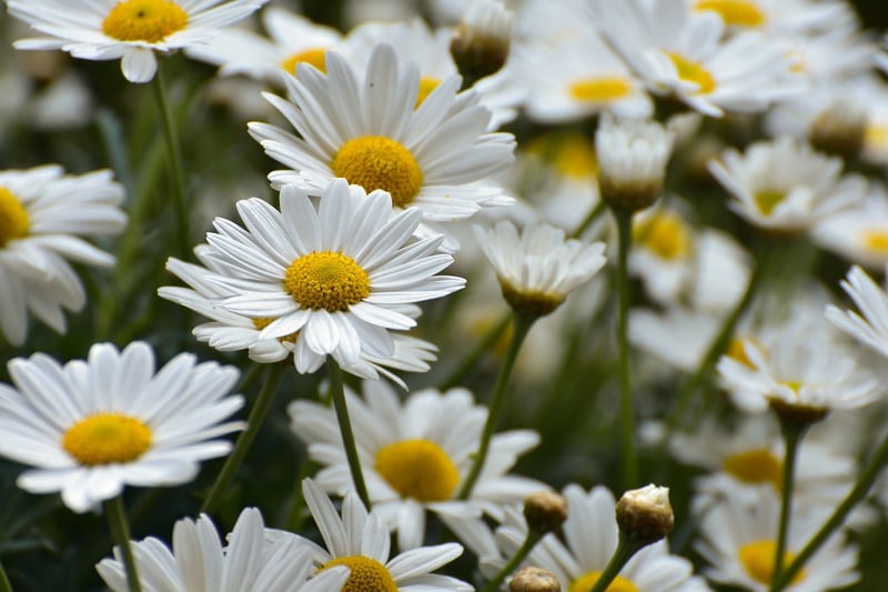 Floral Arrangements